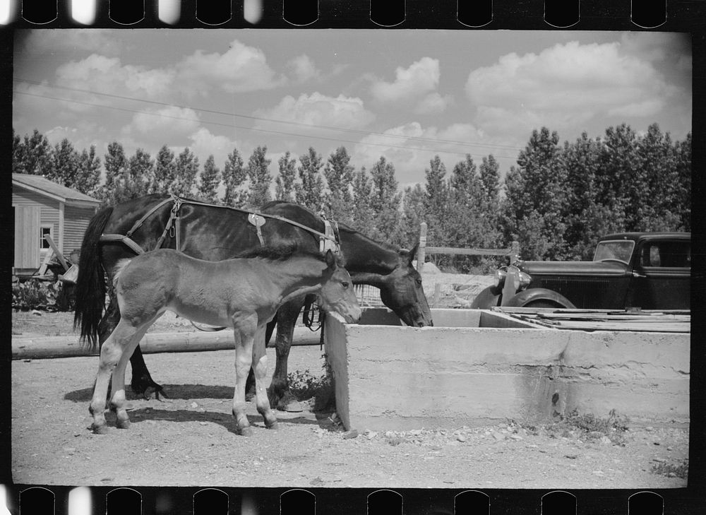 Mare and colt at trough, Fairfield Bench Farms, Montana. Sourced from the Library of Congress.