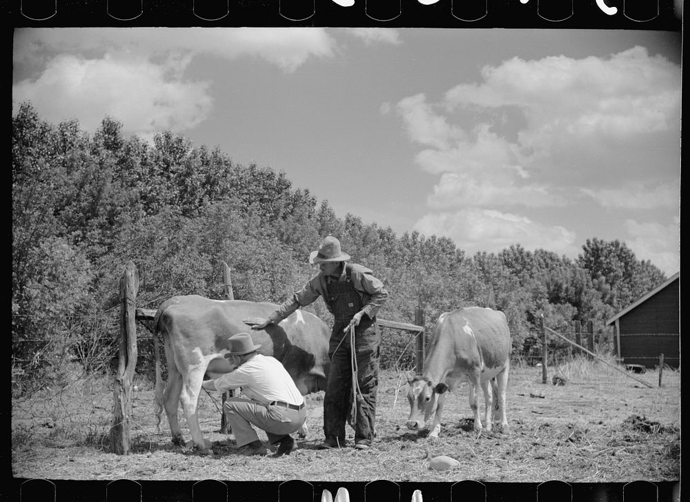 Veterinarian examining cows, Fairfield Bench Farms, Montana. Sourced from the Library of Congress.