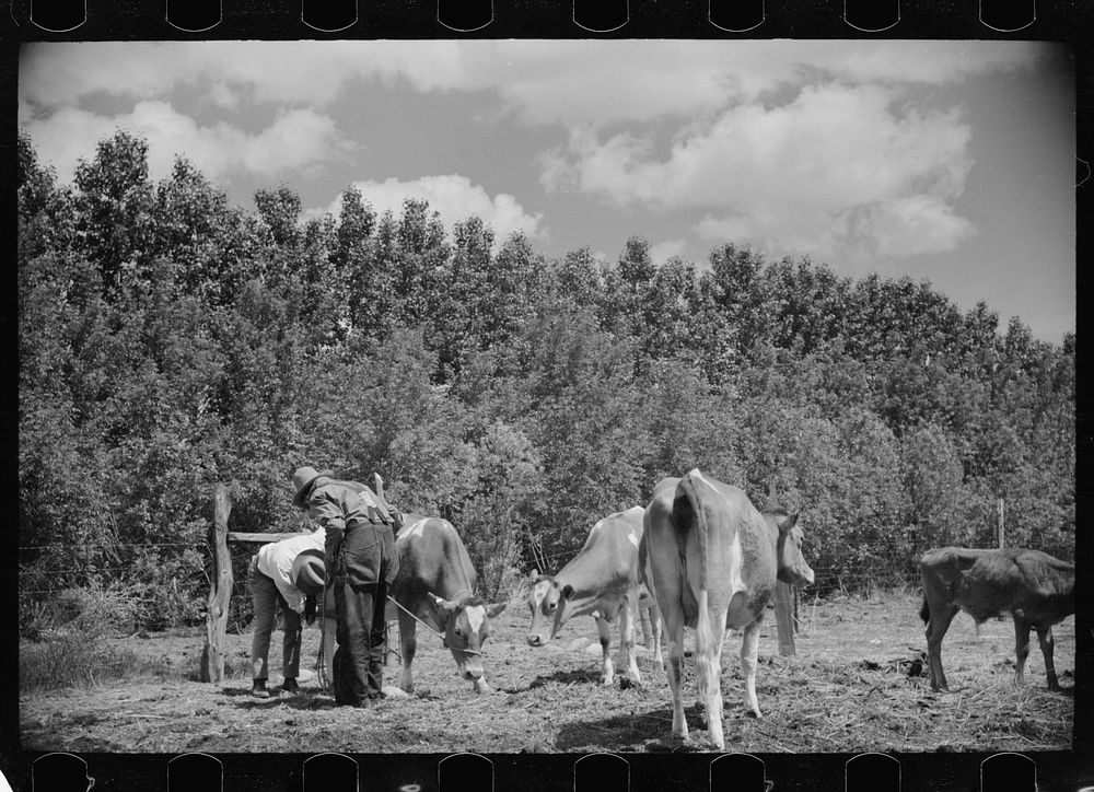 [Untitled photo, possibly related to: Veterinarian examining cows, Fairfield Bench Farms, Montana]. Sourced from the Library…