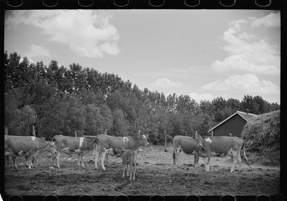 [Untitled photo, possibly related to: Veterinarian with resettled farmer's cows, Fairfield Bench Farms, Montana]. Sourced…