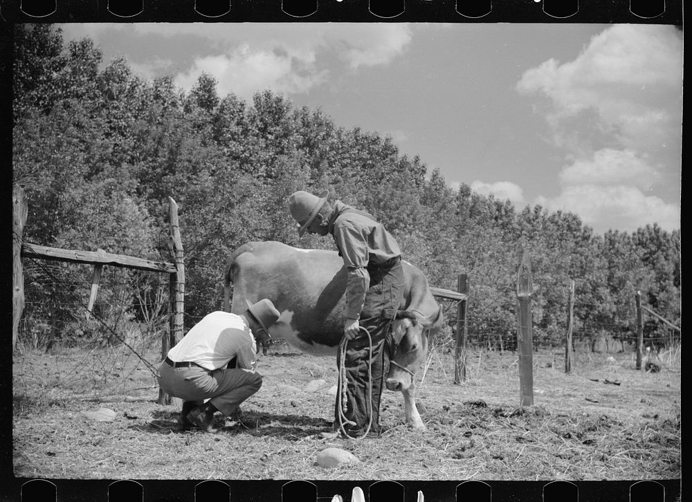 Veterinarian examining cow, Fairfield Bench Farms, Montana. Sourced from the Library of Congress.
