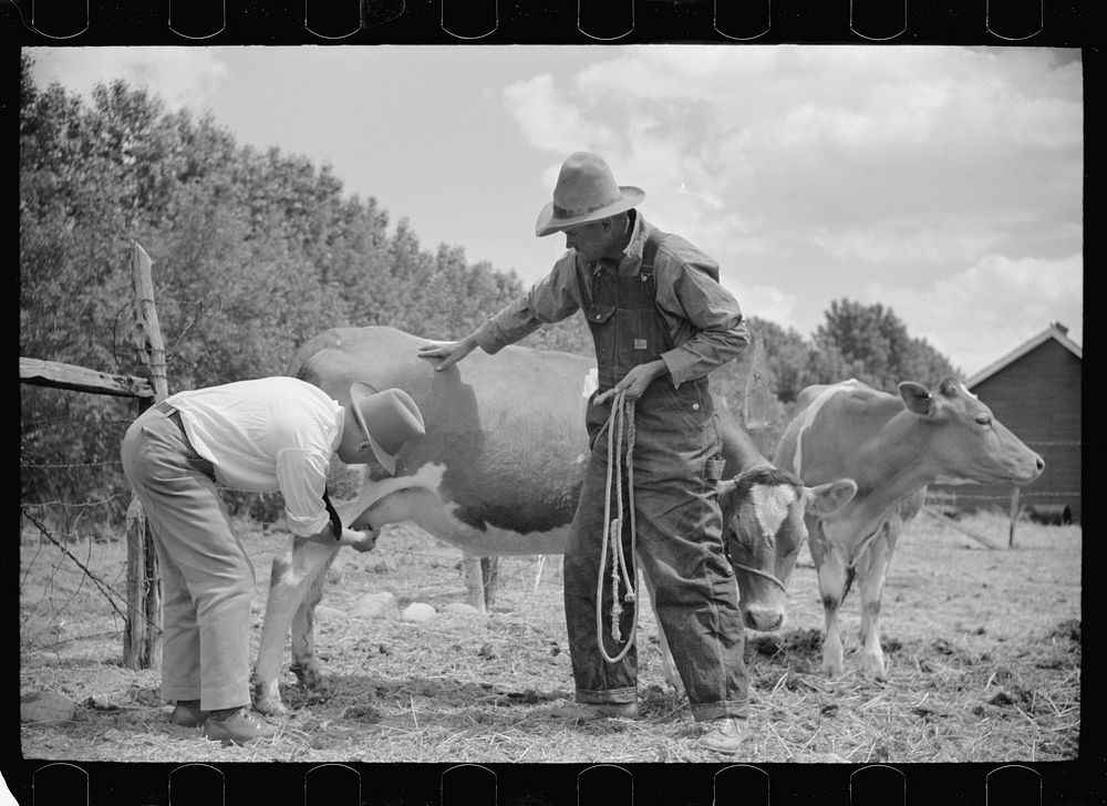 [Untitled photo, possibly related to: Veterinarian examining cow, Fairfield Bench Farms, Montana]. Sourced from the Library…