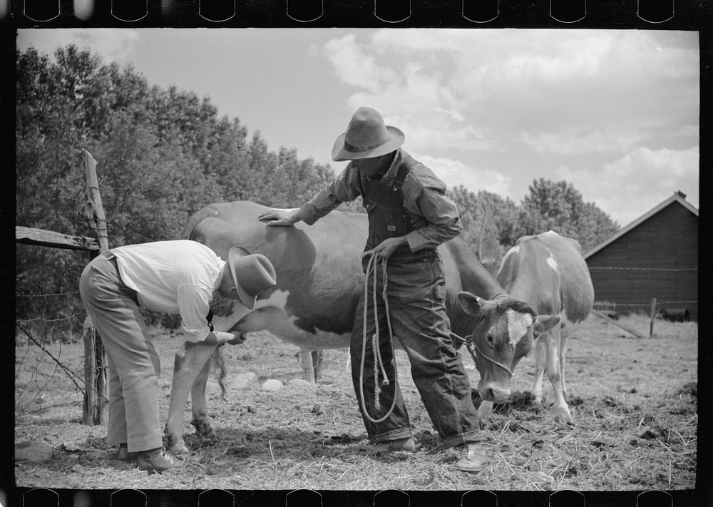 [Untitled photo, possibly related to: Veterinarian examining cow, Fairfield Bench Farms, Montana]. Sourced from the Library…