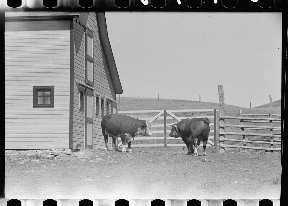 [Untitled photo, possibly related to: Purebred Hereford bull, Willow Creek Ranch, Montana]. Sourced from the Library of…
