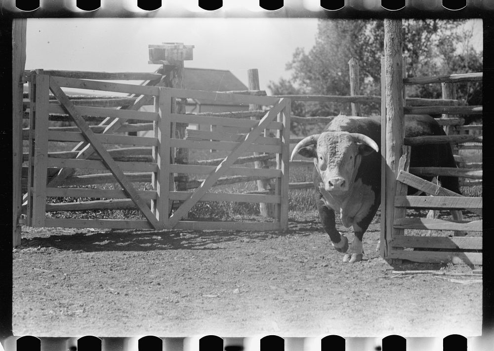 Purebred Hereford bull, Willow Creek Ranch, Montana. Sourced from the Library of Congress.