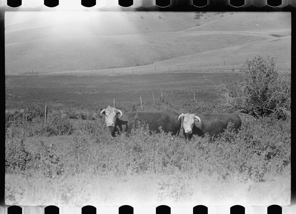 [Untitled photo, possibly related to: Purebred Hereford bull, Willow Creek Ranch, Montana]. Sourced from the Library of…
