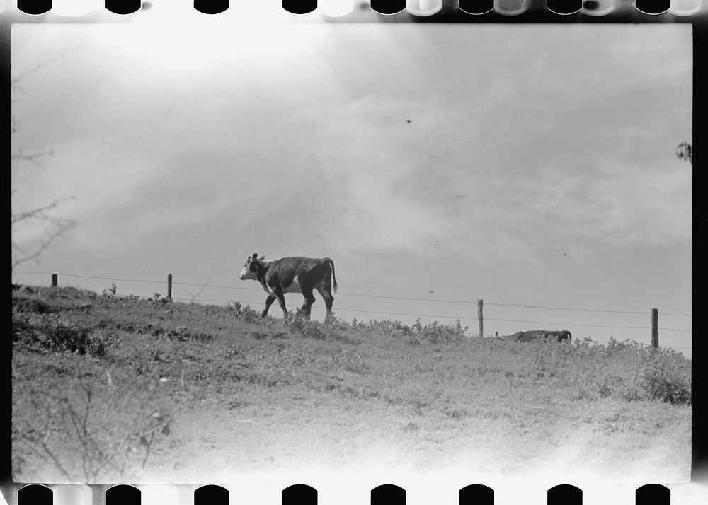 [Untitled photo, possibly related to: Calf, Montana]. Sourced from the Library of Congress.