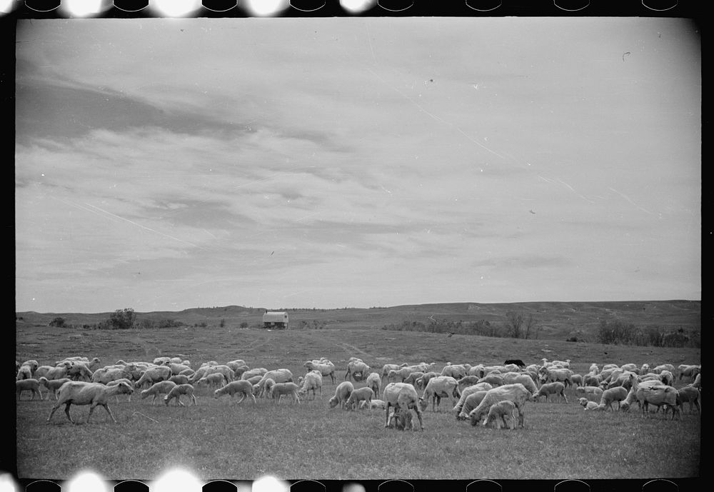 Sheep grazing, Rosebud County, Montana. Sourced from the Library of Congress.