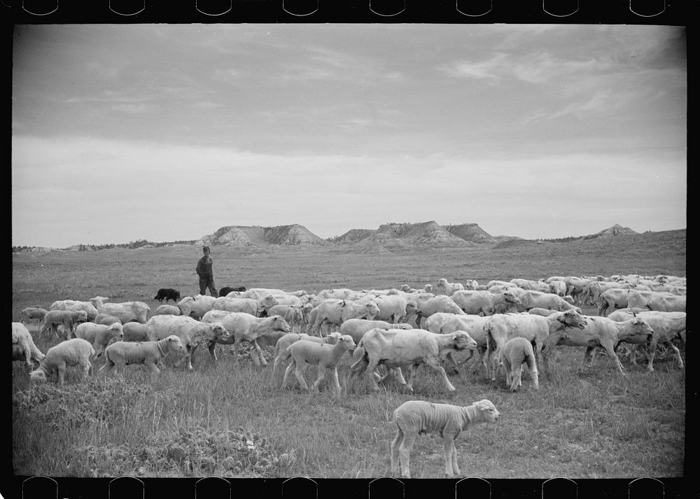 [Untitled photo, possibly related to: Sheep grazing, Rosebud County, Montana]. Sourced from the Library of Congress.