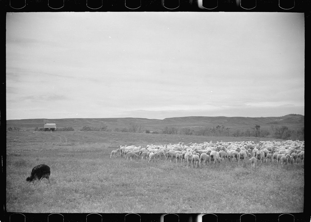 [Untitled photo, possibly related to: Sheep after shearing, Rosebud County, Montana]. Sourced from the Library of Congress.