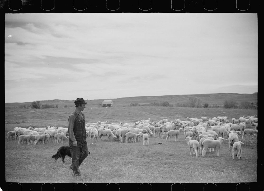 [Untitled photo, possibly related to: Sheepherder and flock, Rosebud County, Montana]. Sourced from the Library of Congress.