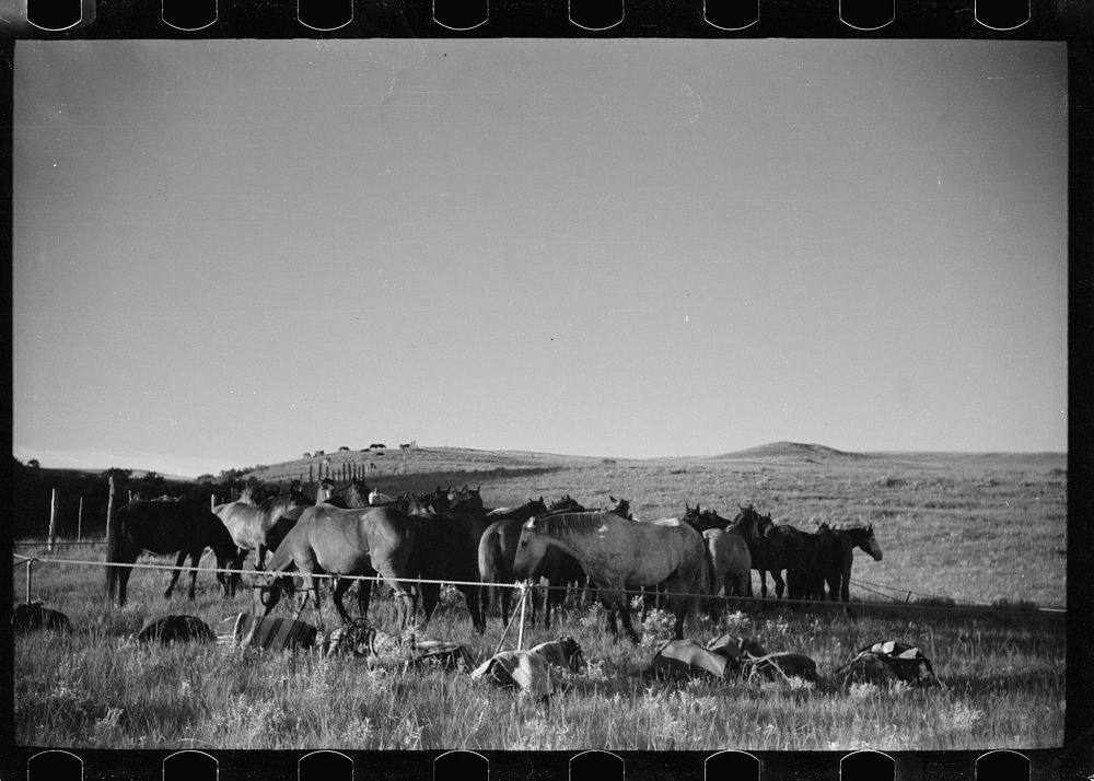 [Untitled photo, possibly related to: Rope corral, Quarter Circle U roundup, Big Horn County, Montana]. Sourced from the…