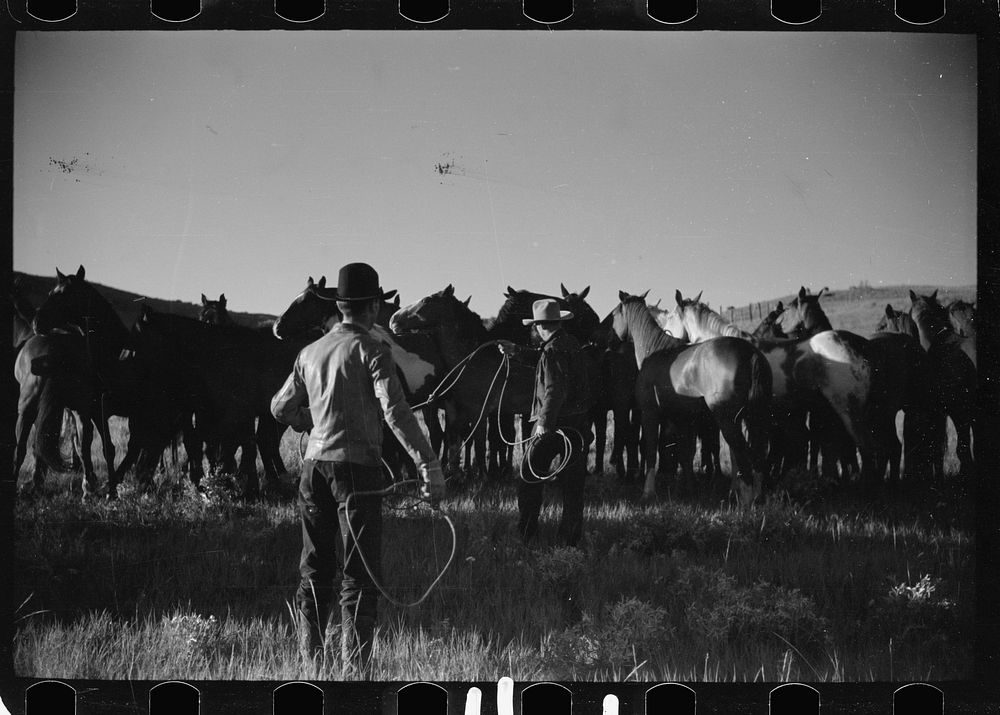 [Untitled photo, possibly related to: Rope corral, Quarter Circle U roundup, Big Horn County, Montana]. Sourced from the…
