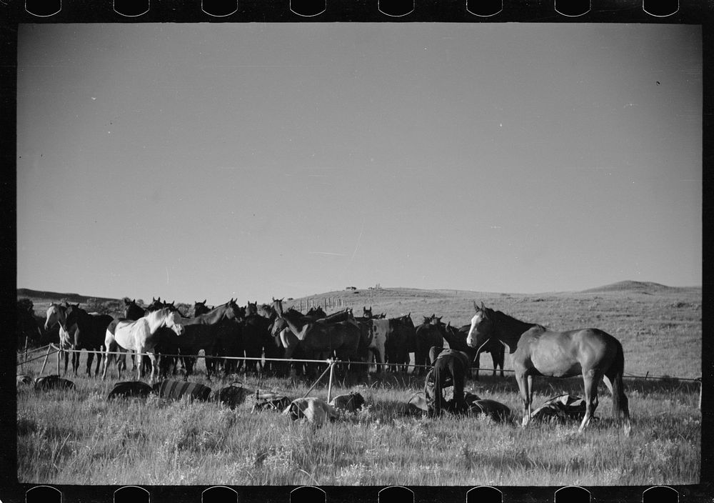 Rope corral, Quarter Circle U roundup, Big Horn County, Montana. Sourced from the Library of Congress.