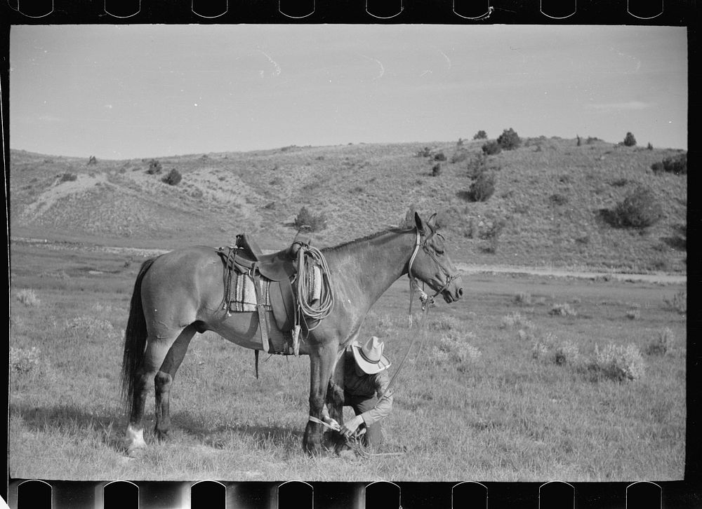 [Untitled photo, possibly related to: Putting hobble on horse, Quarter Circle U Ranch, Big Horn County, Montana]. Sourced…