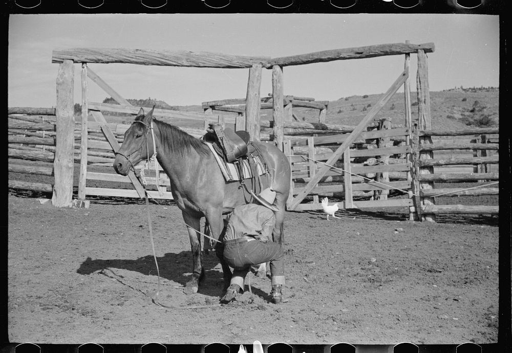 Saddling a horse, Quarter Circle U Ranch, Big Horn County, Montana. Sourced from the Library of Congress.