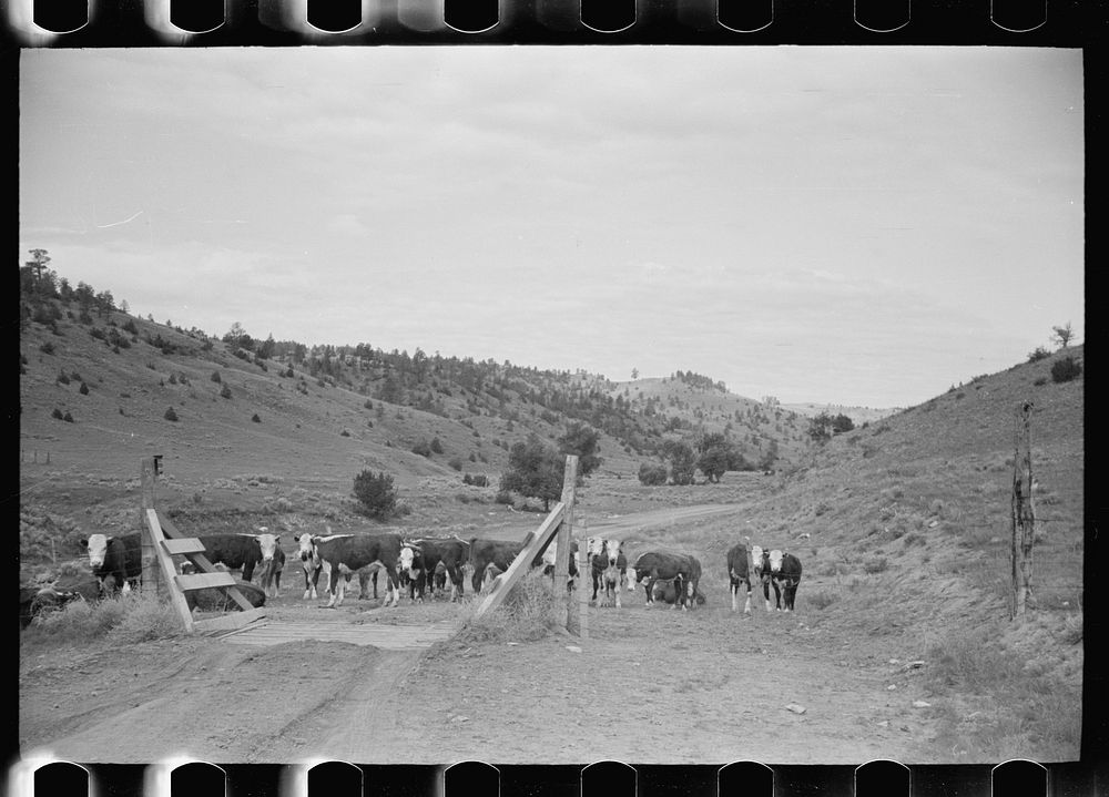 Cattle guard on rural road, Big Horn County, Montana. Sourced from the Library of Congress.