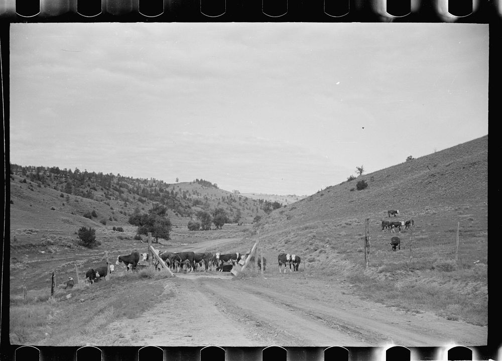 [Untitled photo, possibly related to: Cattle guard on rural road, Big Horn County, Montana]. Sourced from the Library of…