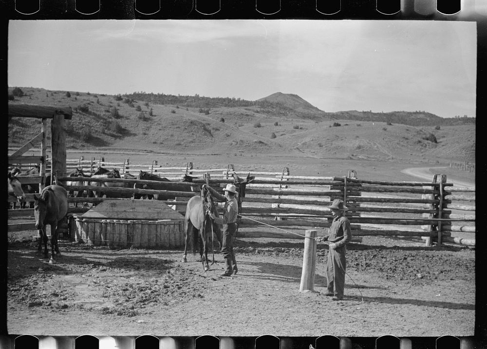 [Untitled photo, possibly related to: Using the snubbing post, Quarter Circle U Ranch, Big Horn County, Montana]. Sourced…
