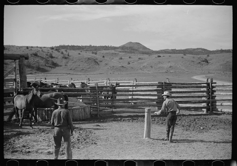 Using the snubbing post, Quarter Circle U Ranch, Big Horn County, Montana. Sourced from the Library of Congress.