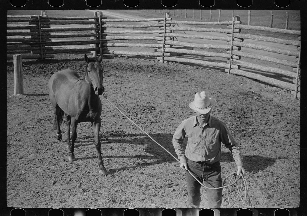 Leading a roped horse, Quarter Circle U Ranch, Big Horn County, Montana. Sourced from the Library of Congress.