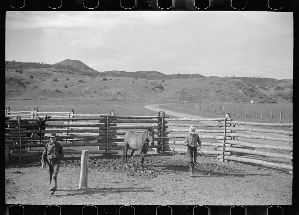 [Untitled photo, possibly related to: Leading a roped horse, Quarter Circle U Ranch, Big Horn County, Montana]. Sourced from…