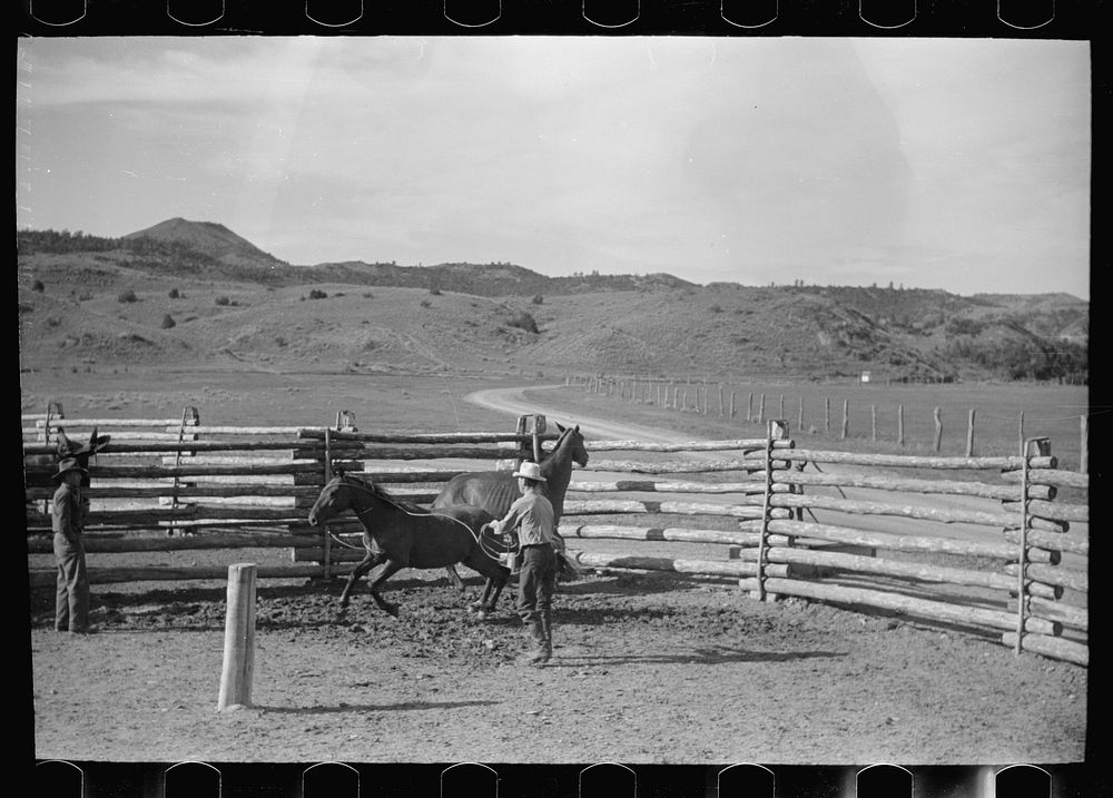 Roping a horse, Quarter Circle U Ranch, Big Horn County, Montana. Sourced from the Library of Congress.
