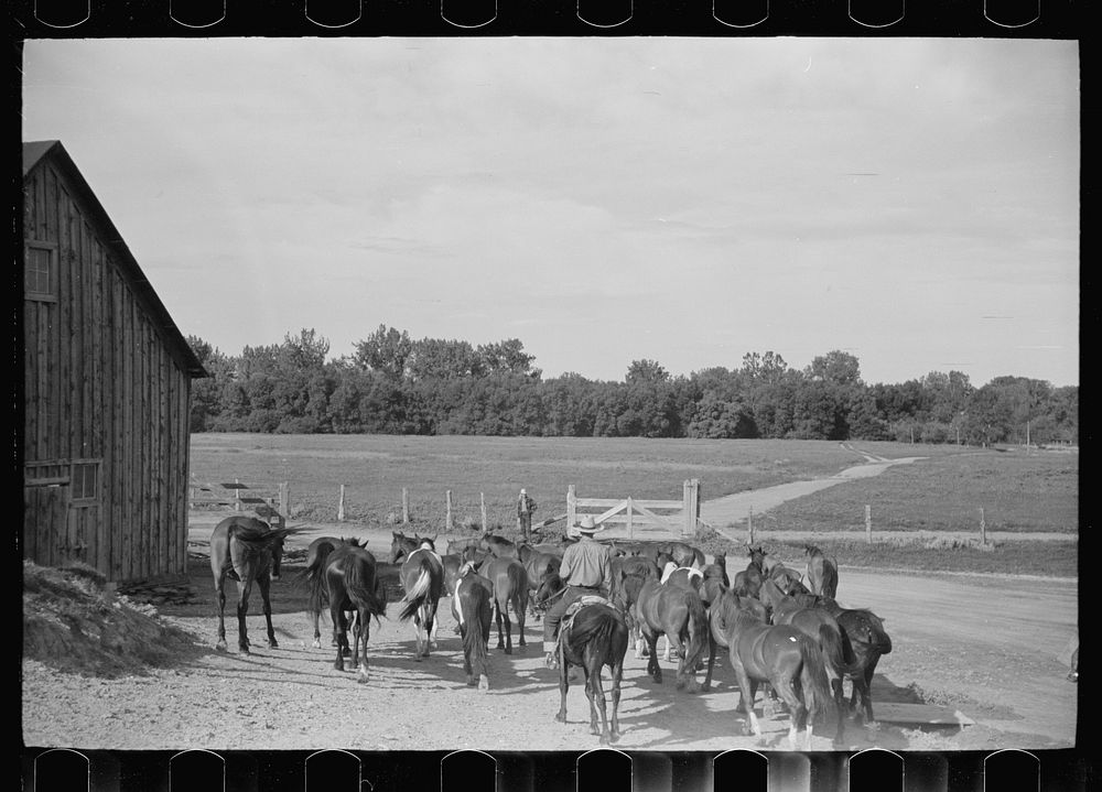 [Untitled photo, possibly related to: Driving the cavy to water, Quarter Circle U Ranch, Montana]. Sourced from the Library…