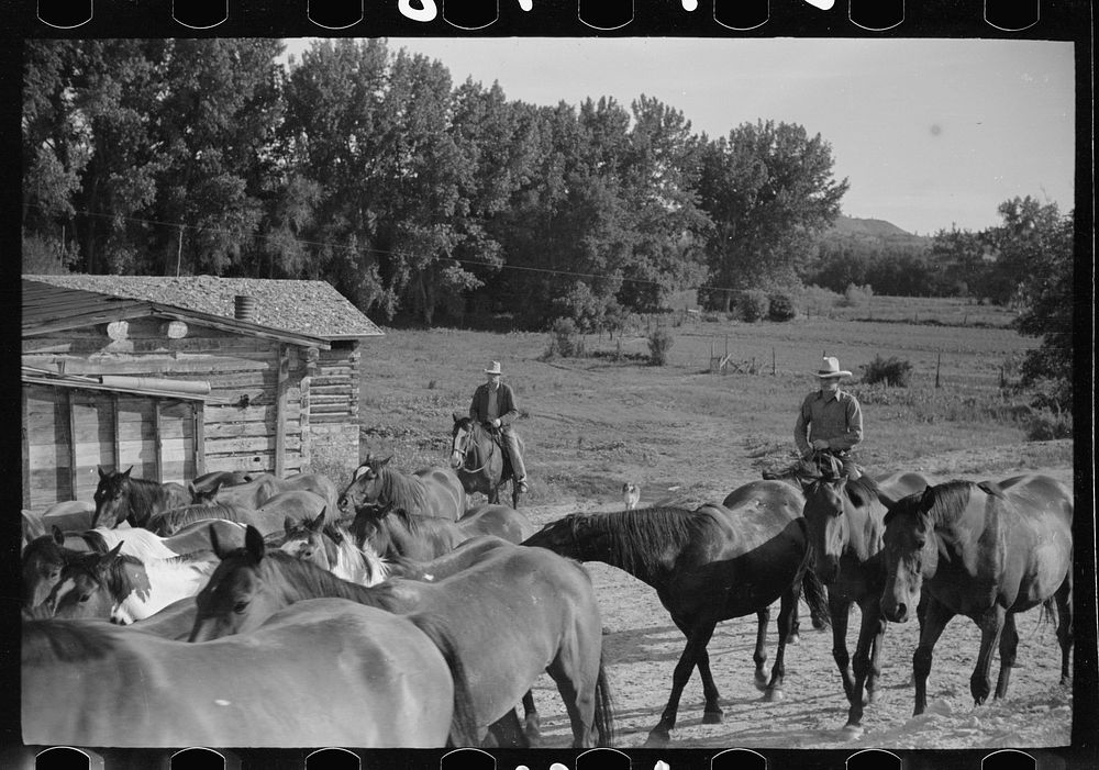 [Untitled photo, possibly related to: Driving the cavy to water, Quarter Circle U Ranch, Montana]. Sourced from the Library…