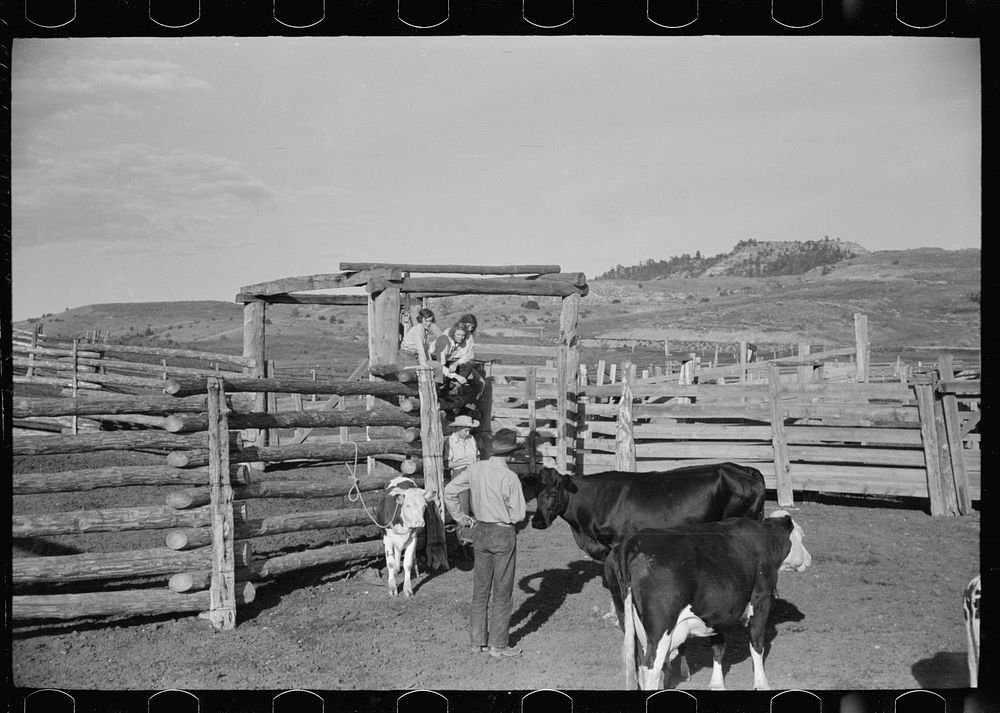 [Untitled photo, possibly related to: Cowboy milking in corral, Quarter Circle U Ranch, Big Horn County, Montana]. Sourced…