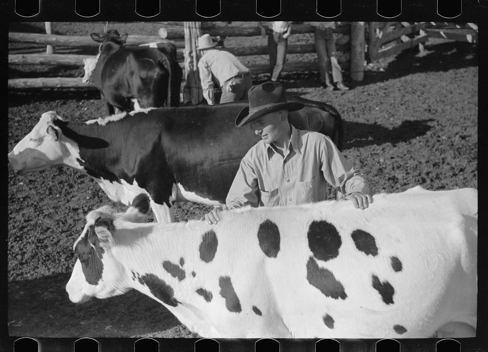 [Untitled photo, possibly related to: Cowboy milking in corral, Quarter Circle U Ranch, Big Horn County, Montana]. Sourced…
