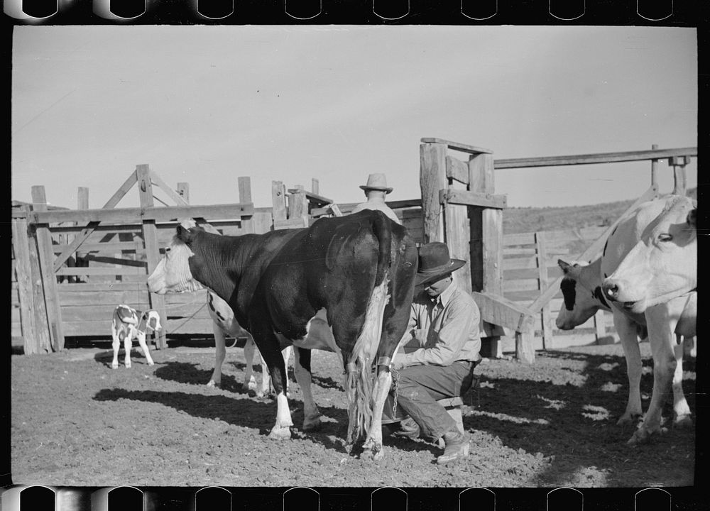 [Untitled photo, possibly related to: Milking in corral, Quarter Circle U Ranch, Big Horn County, Montana]. Sourced from the…