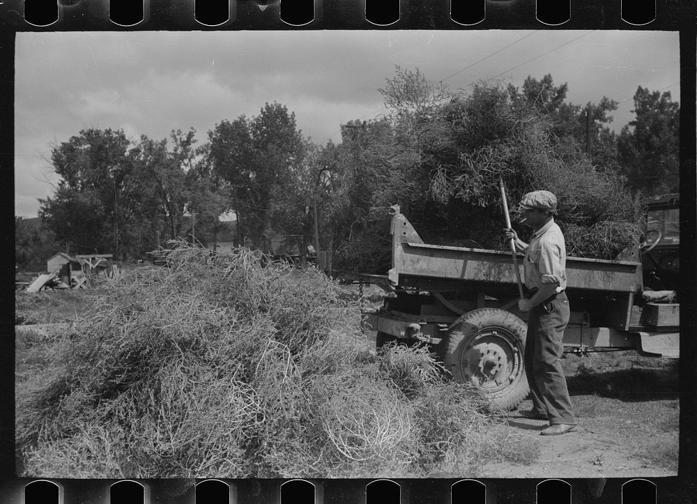 Forsythe, Montana. Loading truck with tumbleweed. Sourced from the Library of Congress.