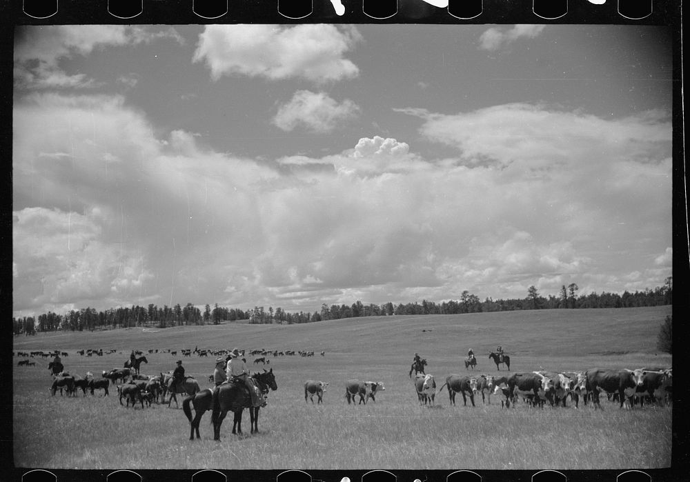 [Untitled photo, possibly related to: Roundup, Custer National Forest, Montana. Three Circle roundup]. Sourced from the…