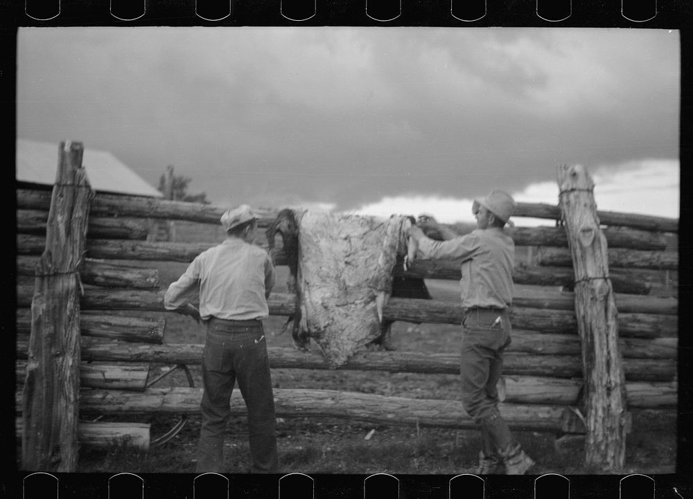 [Untitled photo, possibly related to: Throwing a hide on the fence, Quarter Circle U Ranch, Montana]. Sourced from the…