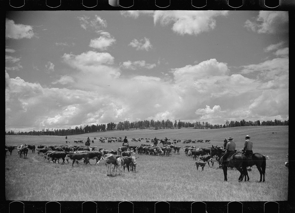 [Untitled photo, possibly related to: Roundup, Custer National Forest, Montana. Three Circle roundup]. Sourced from the…
