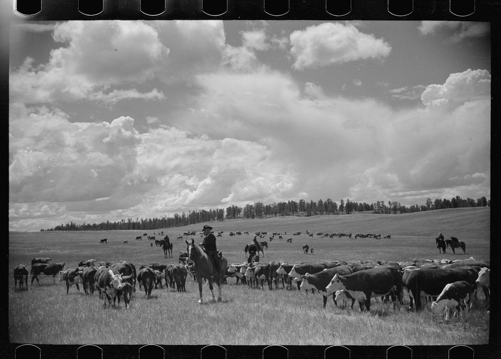 Roundup, Custer National Forest, Montana. Three Circle roundup. Sourced from the Library of Congress.