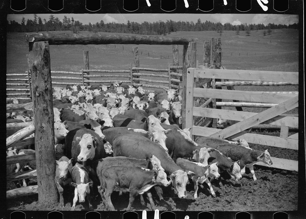 Cows and calves leaving the corral, Three Circle roundup, Custer National Forest, Montana. Sourced from the Library of…