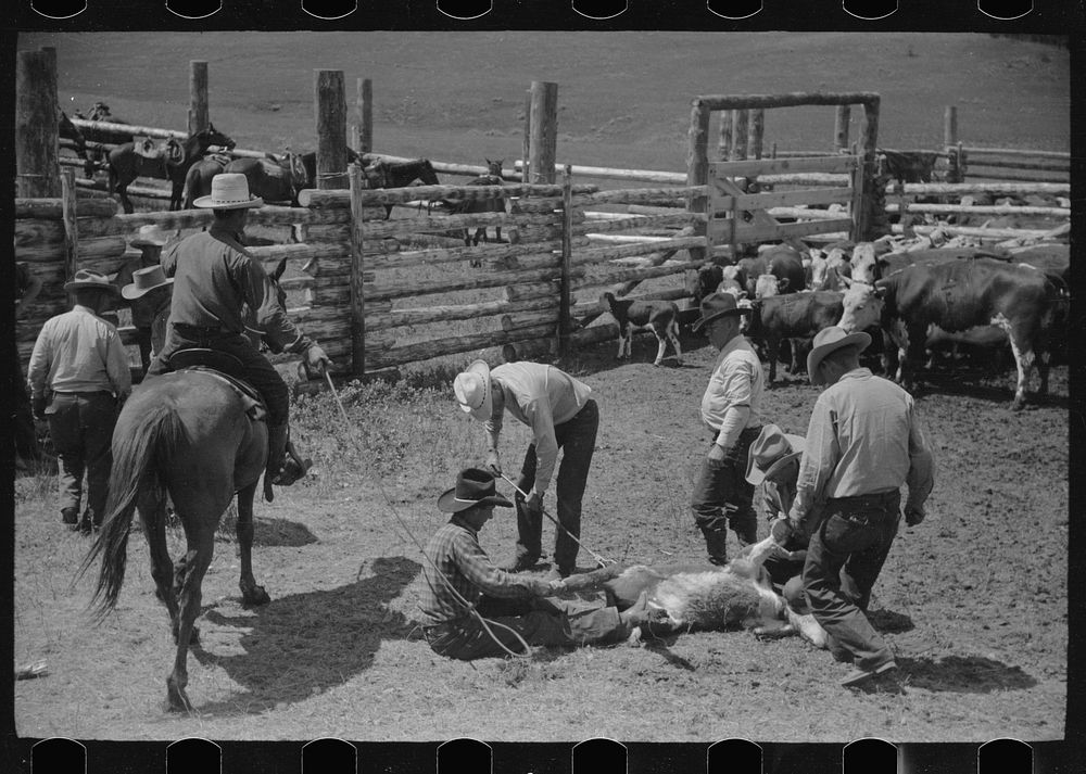 Branding, Three Circle roundup, Custer National Forest, Montana. Sourced from the Library of Congress.