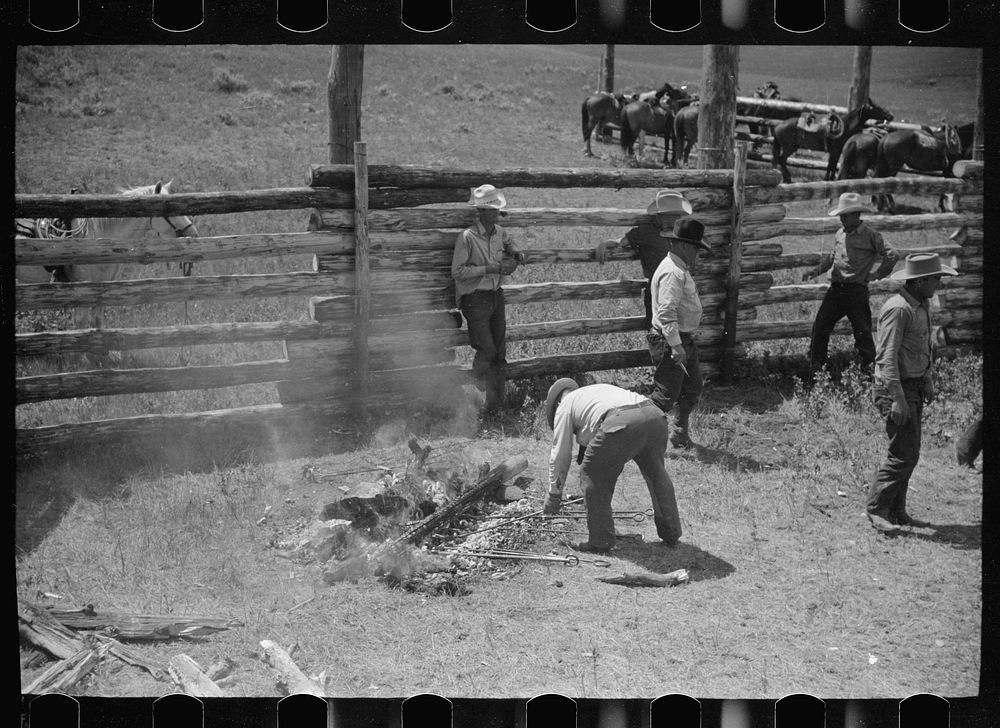[Untitled photo, possibly related to: Removing branding irons from fire, Three Circle roundup, Custer National Forest…