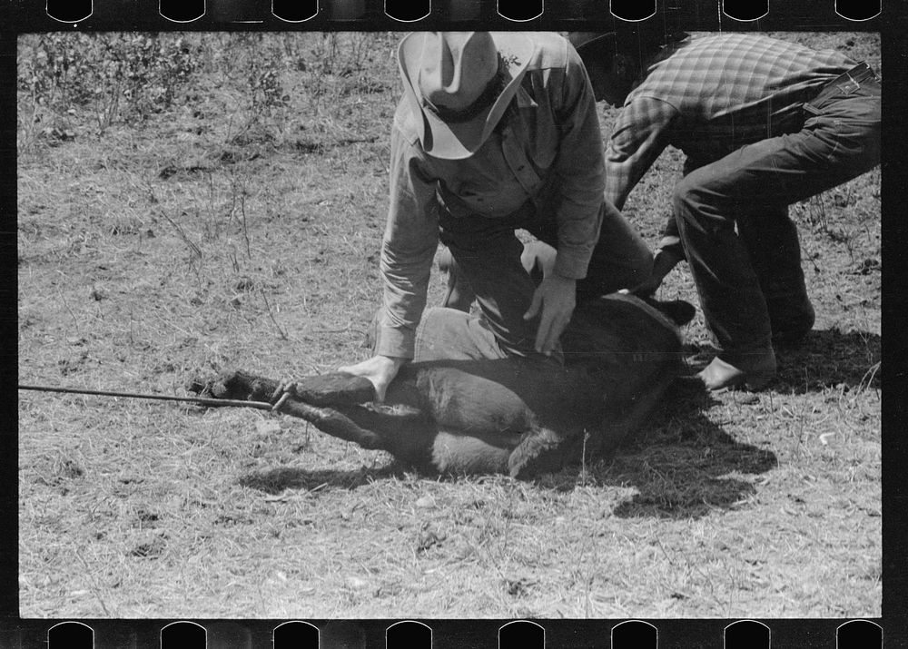 [Untitled photo, possibly related to: Roping a calf, Three Circle roundup, Custer National Forest, Montana]. Sourced from…