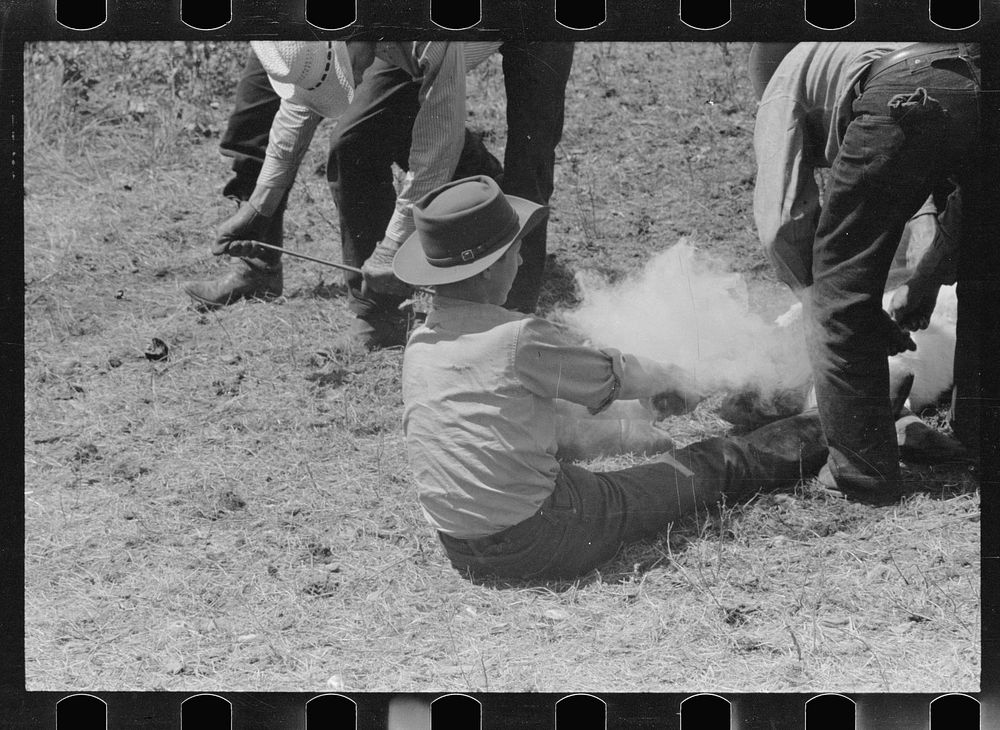 [Untitled photo, possibly related to: Branding calf, Quarter Circle U Ranch roundup, Montana]. Sourced from the Library of…