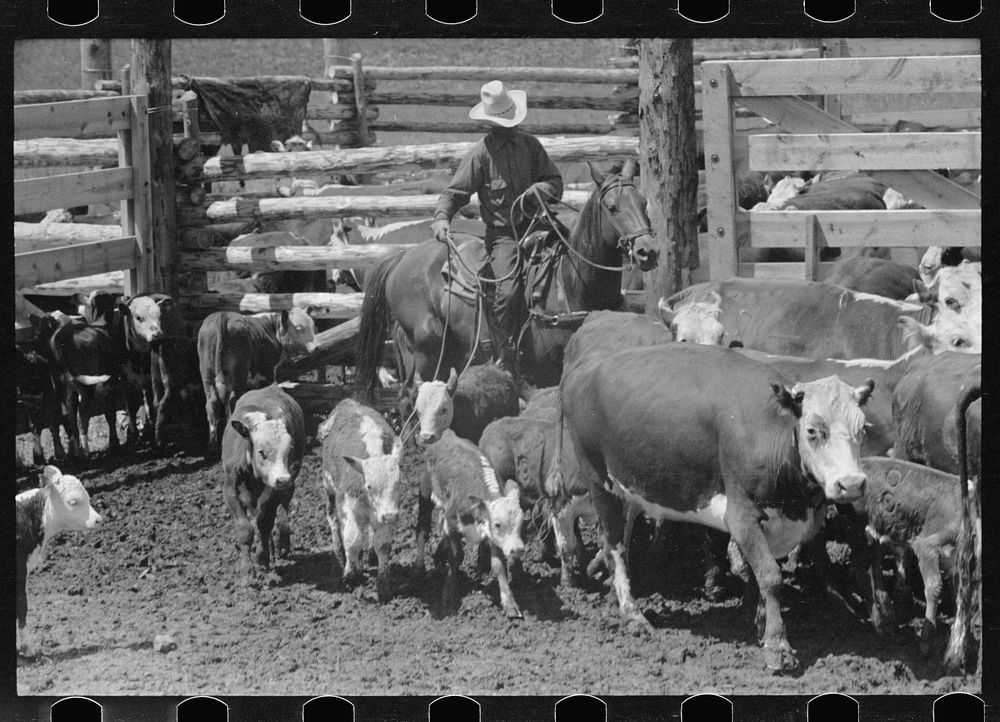 [Untitled photo, possibly related to: Roping a calf, Three Circle roundup, Custer National Park, Montana]. Sourced from the…