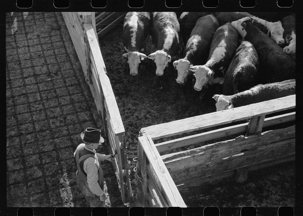 Purpose steers are locked in tent for shipment, stockyard, Denver, Colorado. Sourced from the Library of Congress.