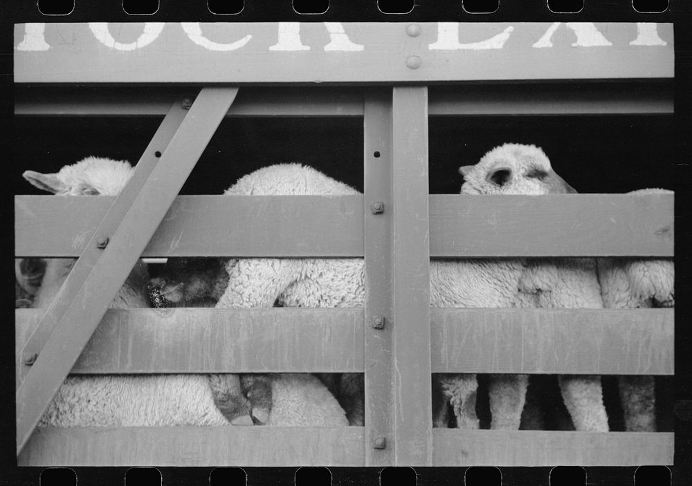 [Untitled photo, possibly related to: Sheep in transit, stockyard, Denver, Colorado]. Sourced from the Library of Congress.