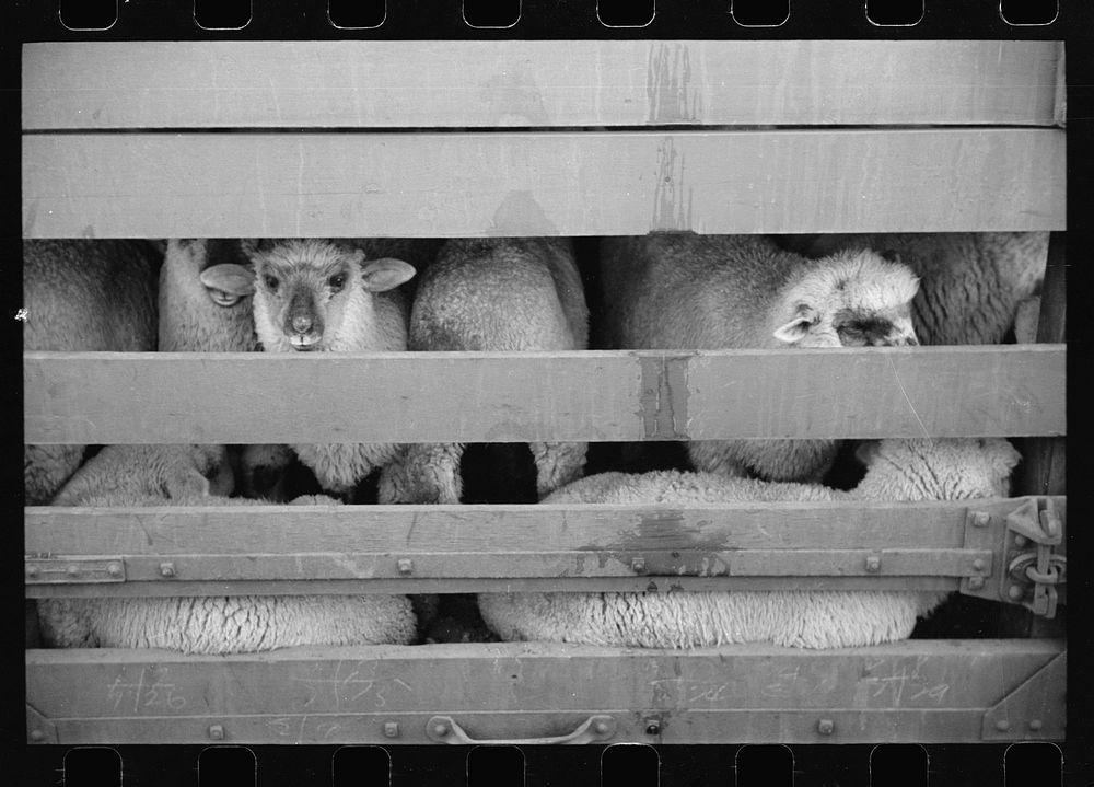 [Untitled photo, possibly related to: Sheep in transit, stockyard, Denver, Colorado]. Sourced from the Library of Congress.