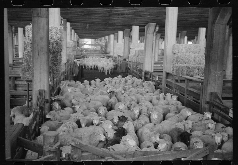 [Untitled photo, possibly related to: Interior of sheep barns, stockyards, Denver, Colorado]. Sourced from the Library of…