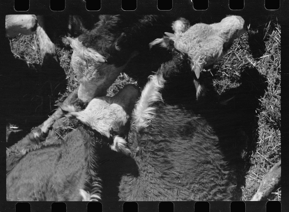 [Untitled photo, possibly related to: Calves in stockyard pens, Denver, Colorado]. Sourced from the Library of Congress.