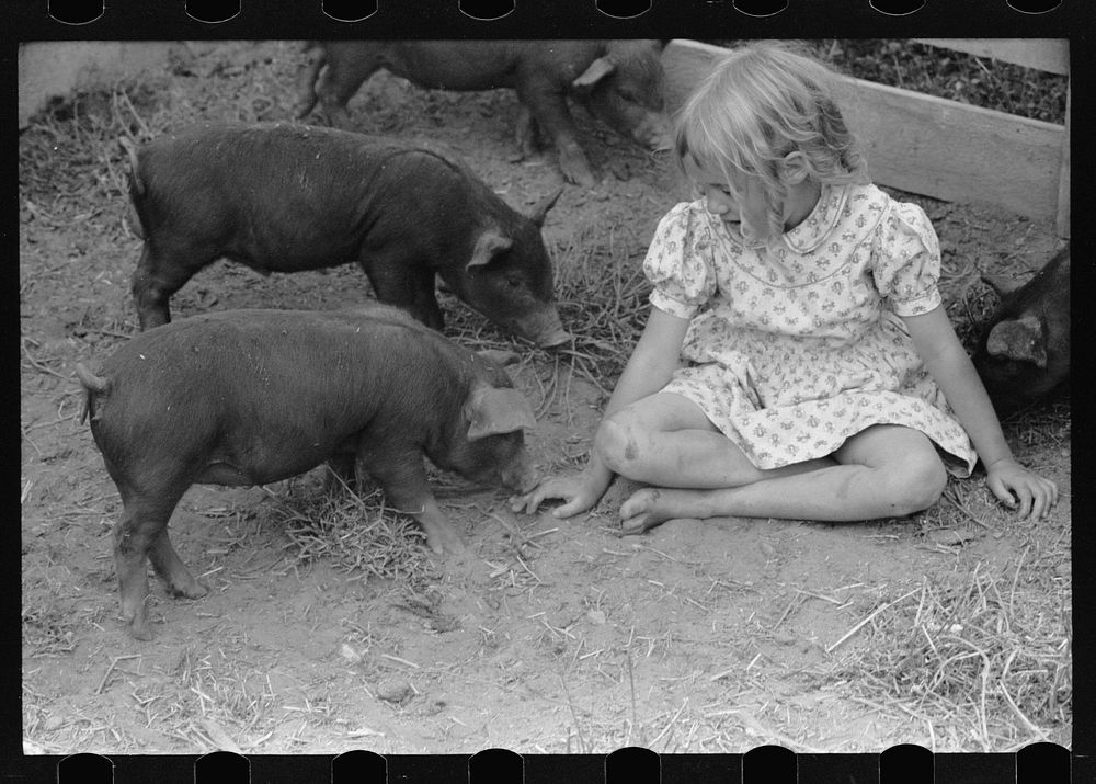 Daughter of resettlement client, San Luis Valley Farms, Alamosa, Colorado, poses with two of her father's fine pigs. Sourced…