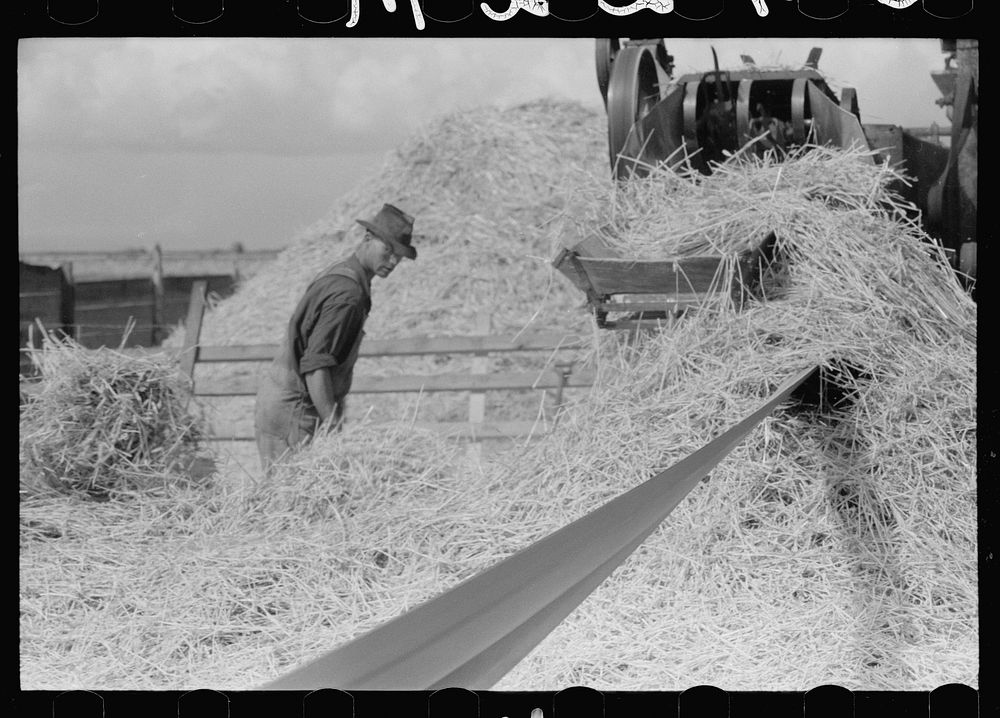 [Untitled photo, possibly related to: Philipe Aranjo harvests grain, Costilla County, Colorado]. Sourced from the Library of…